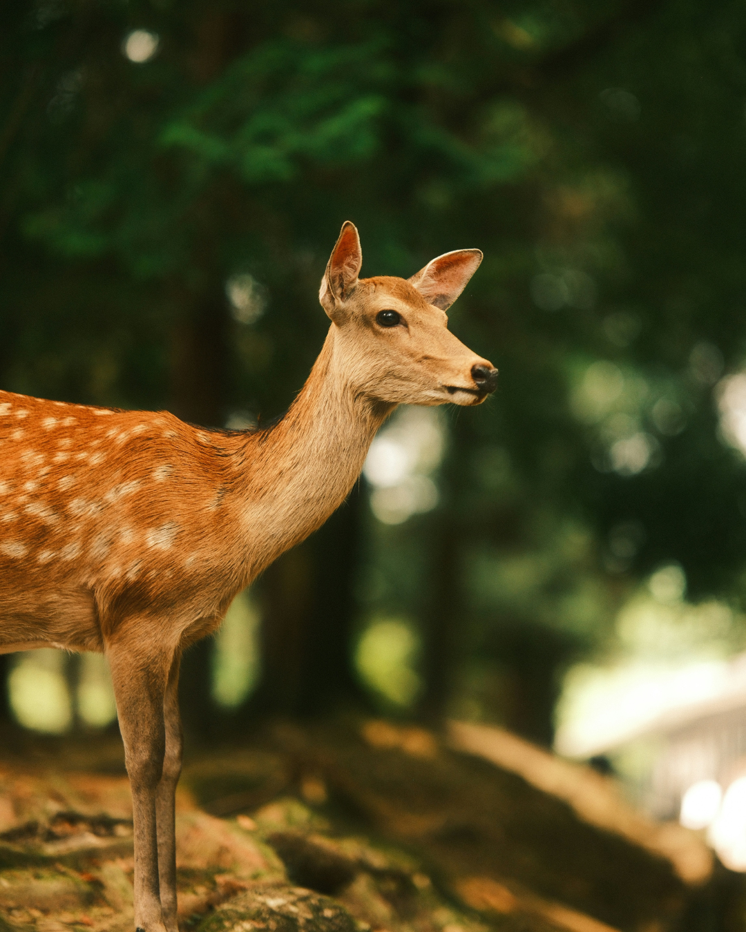A brown deer with white spots standing on a forest floor with green trees in the background