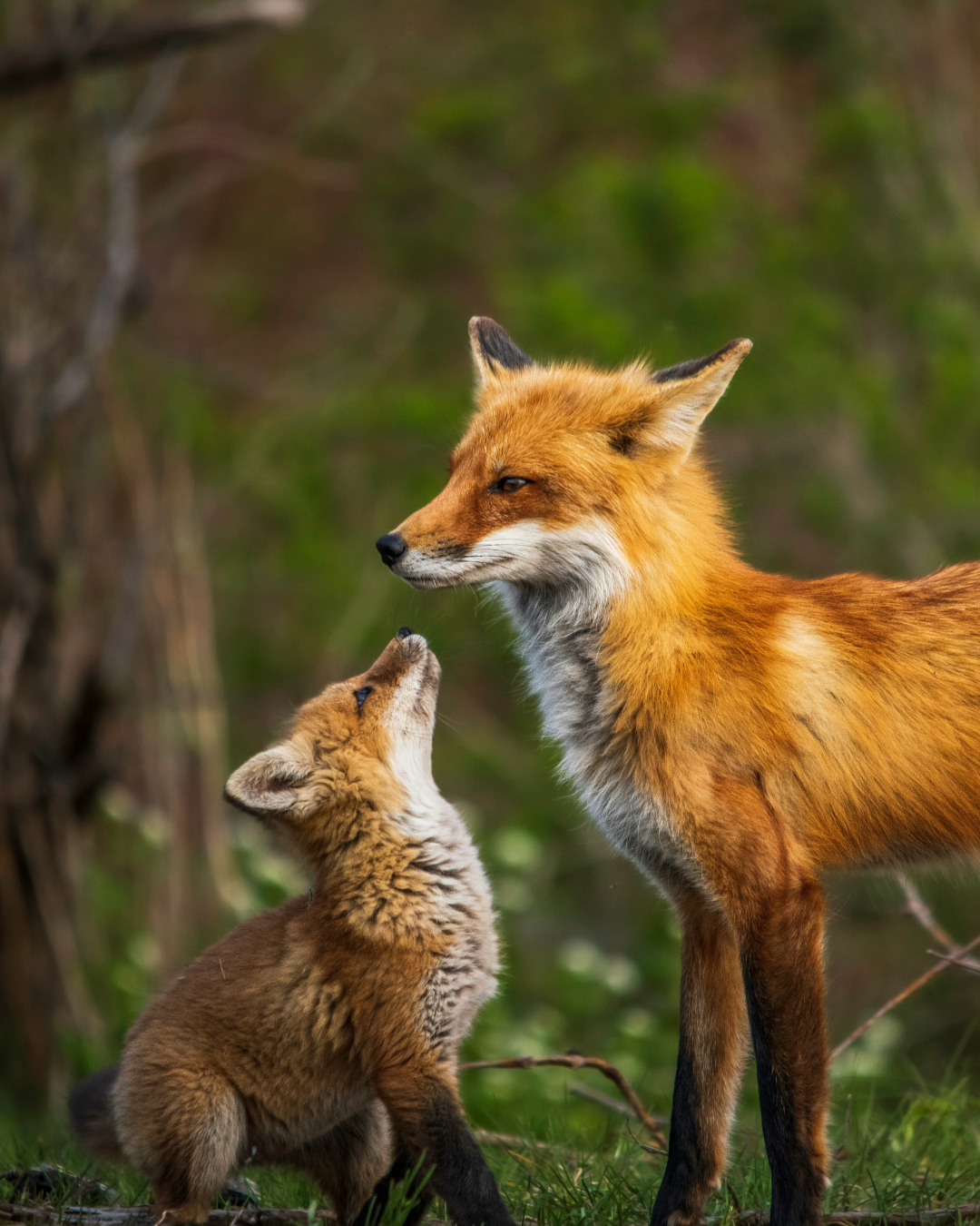 An adult red fox standing face to face with a curious fox cub in a grassy outdoor setting