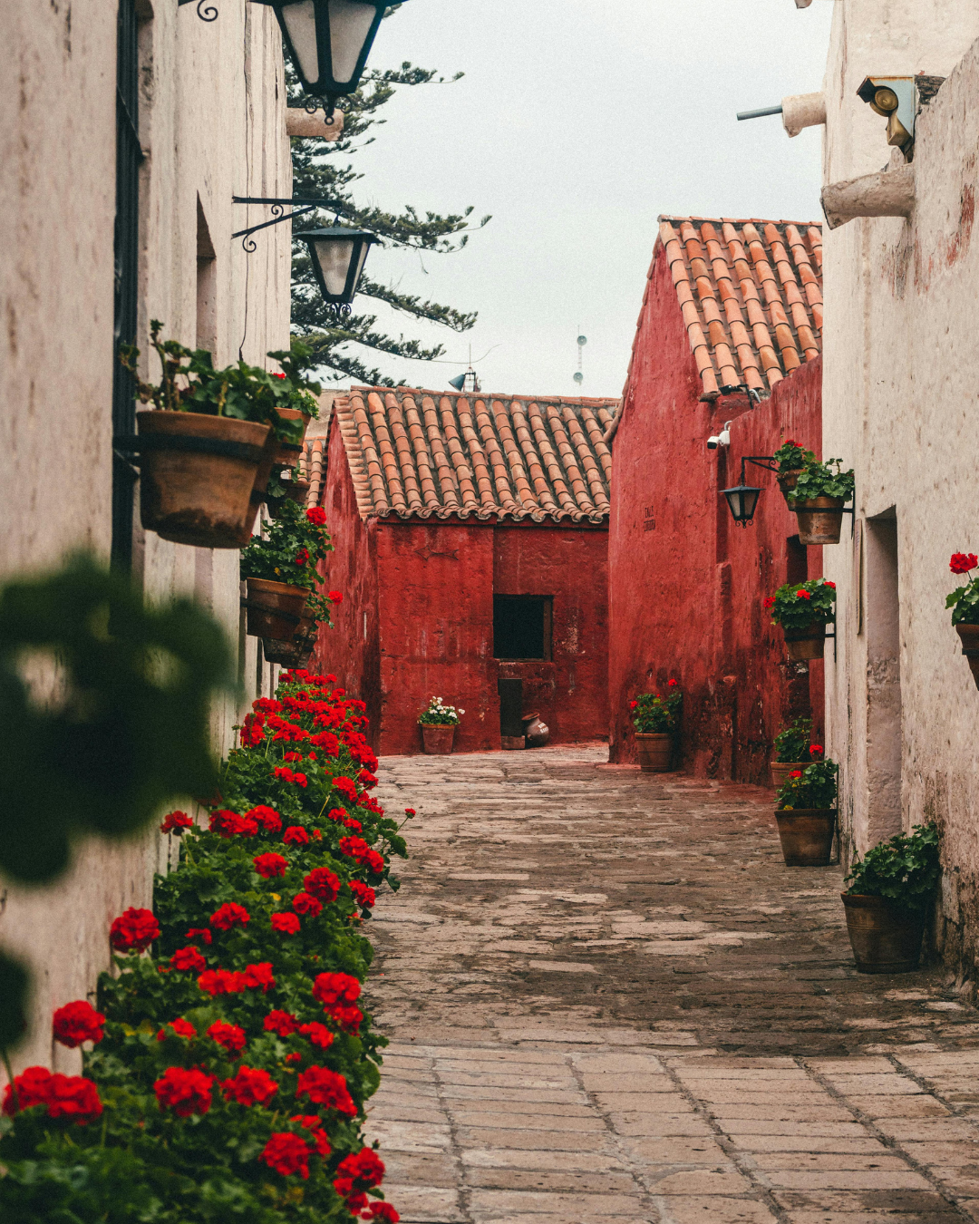 A narrow cobblestone street lined with red flowers in pots, leading to red-walled buildings with tiled roofs