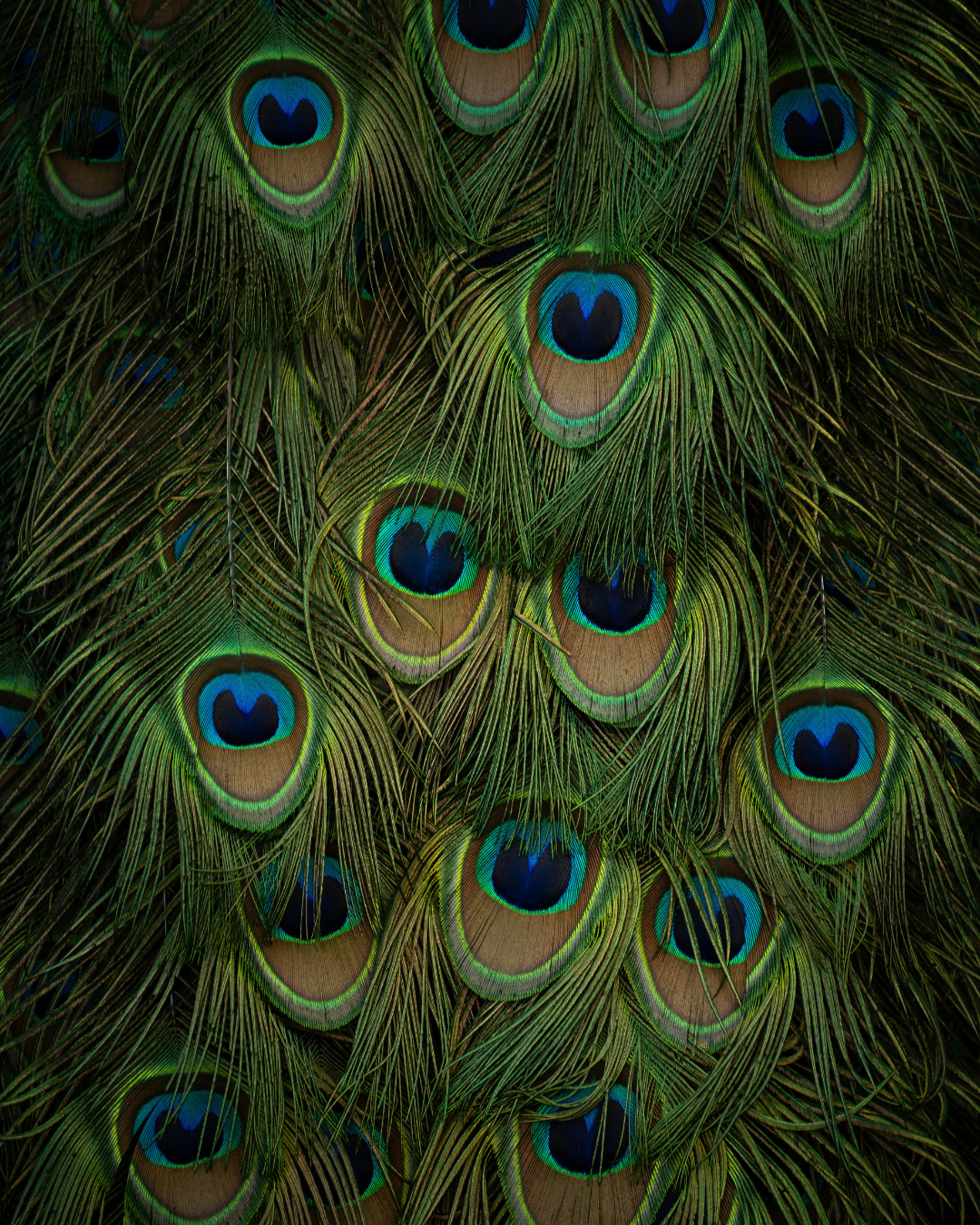Close-up of richly colored peacock feathers with dark green and blue eyespots